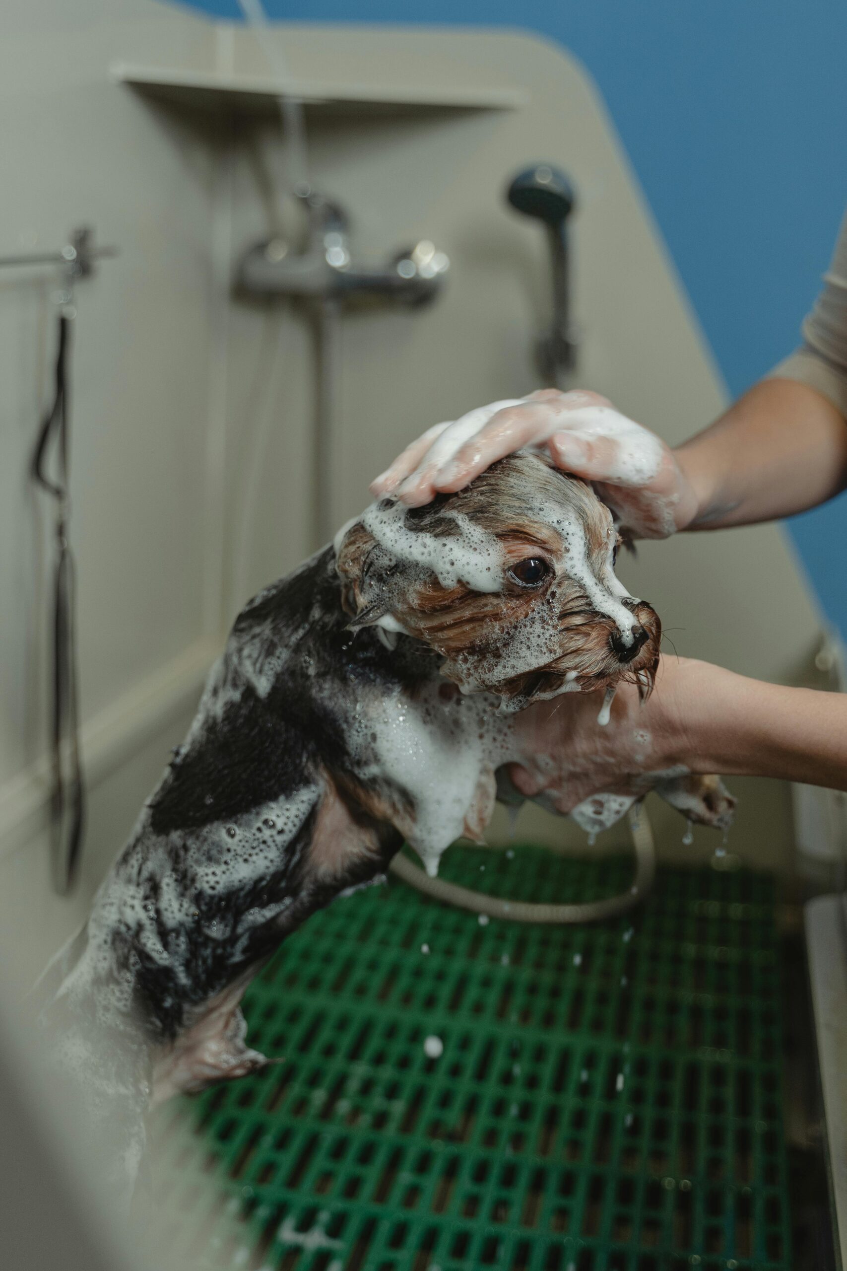 Close-up Photo of Bathing of Dog