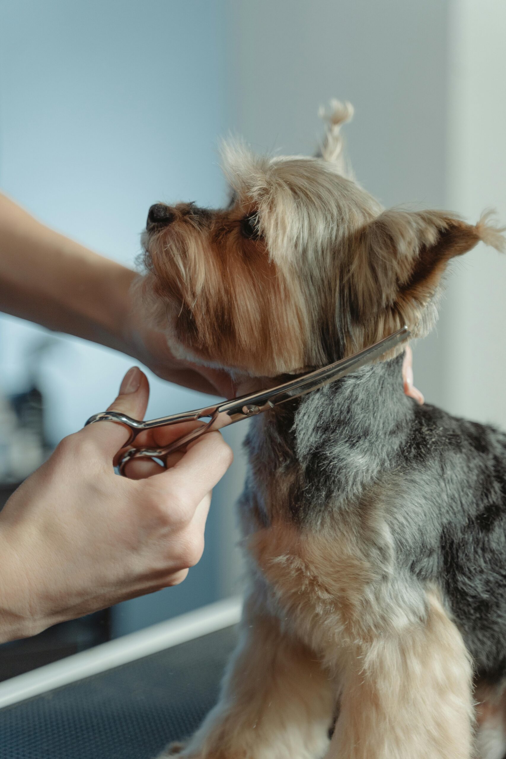 Person Grooming Hair of Yorkshire Terrier